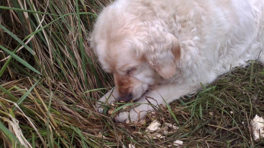 Things dogs shouldn't eat
