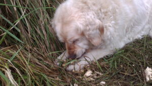 Things dogs shouldn't eat