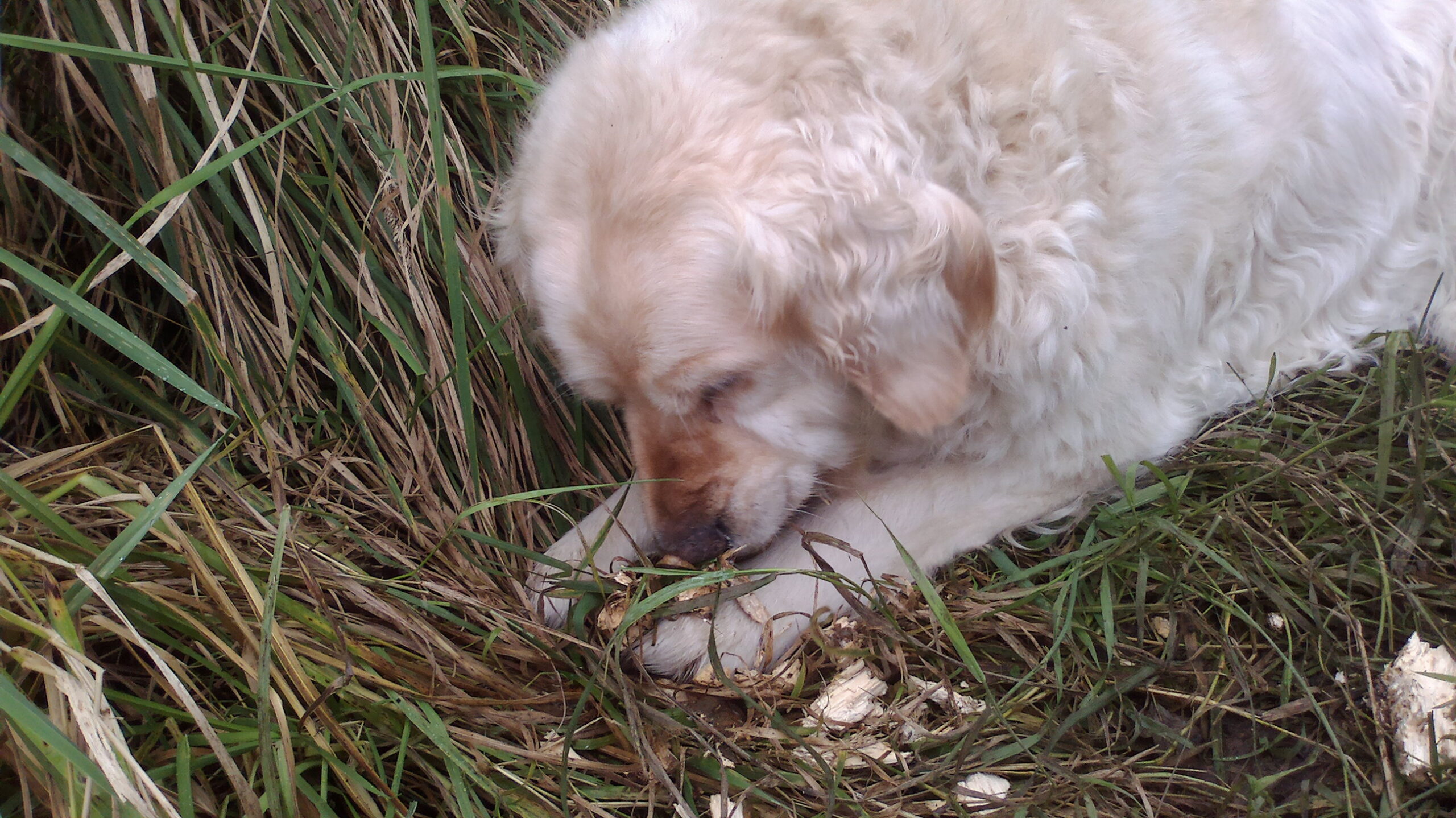 Read more about the article Things You Really Don’t Want Your Dog Eating!