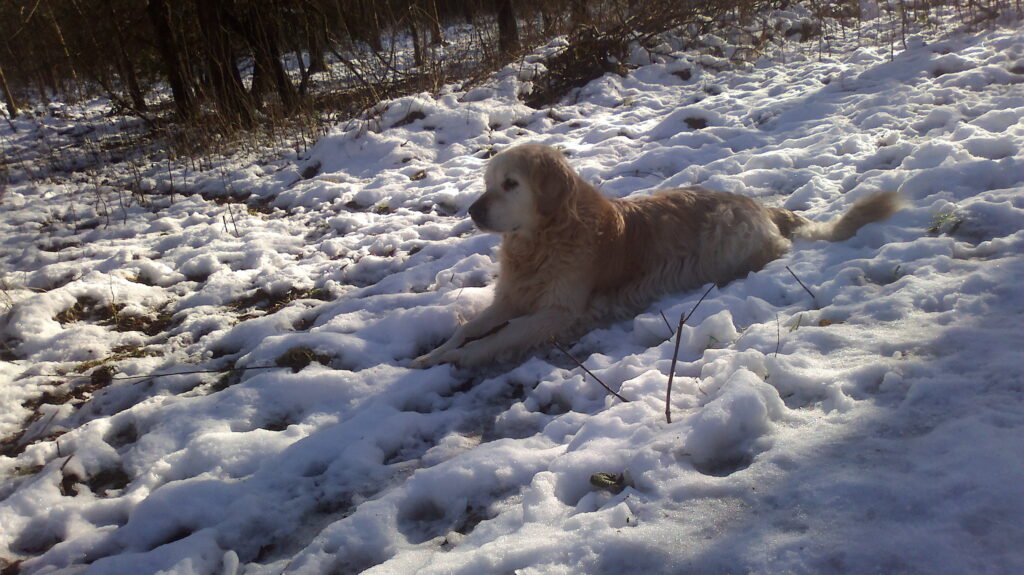 Our Golden Retriever Jane in the snow