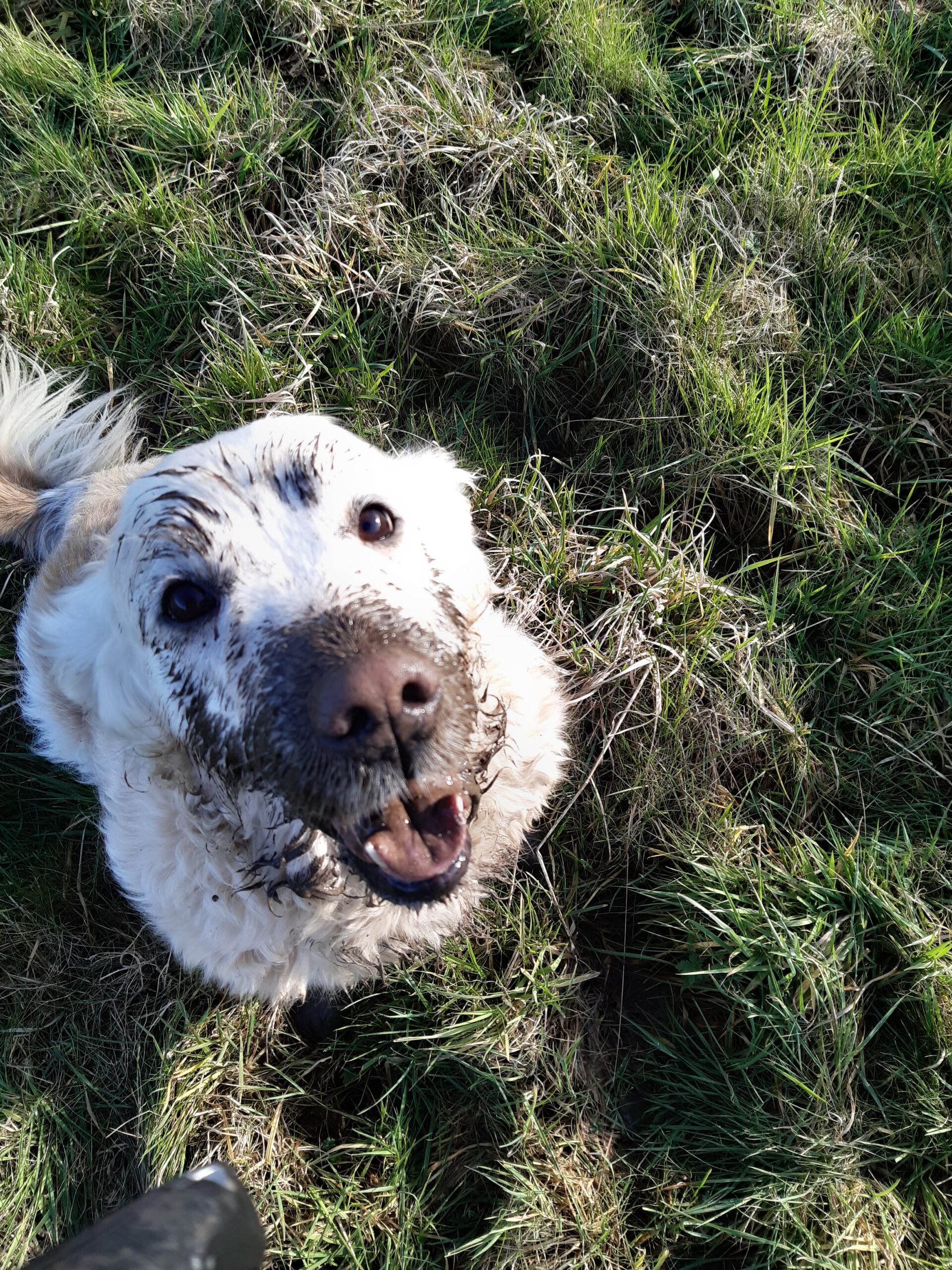 Read more about the article Mica Our Fifth Golden Retriever