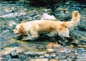 Barley doing her thing in Cairngorms