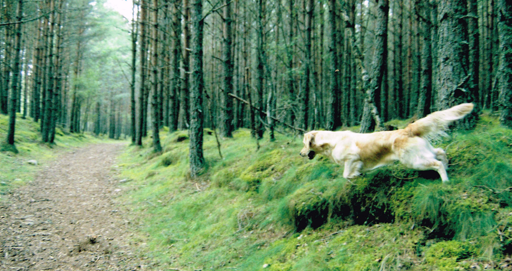 Barley our 3rd Golden Retriever in full flight