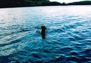 Our Golden Retriever Barley in Loch Morlich