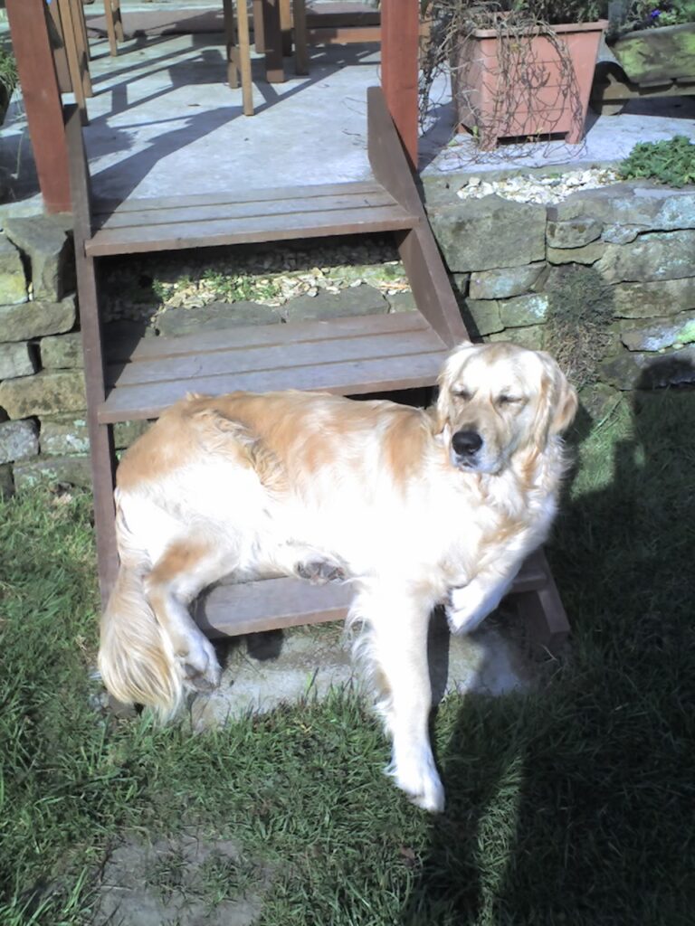 Our 3rd Golden Retriever Barley - sunbathing in the garden