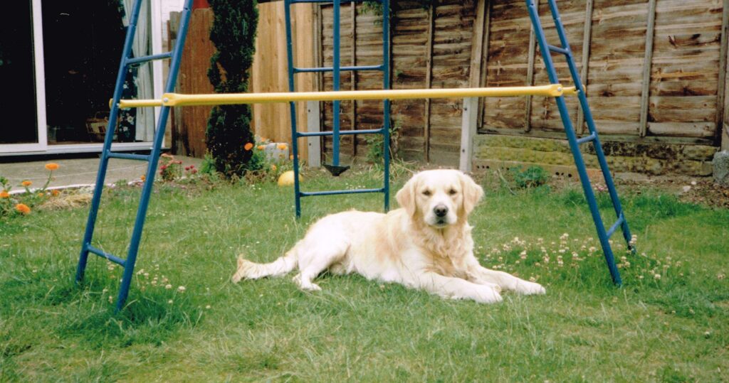 Ben our 1st Golden Retriever - a powerfull handsome dog