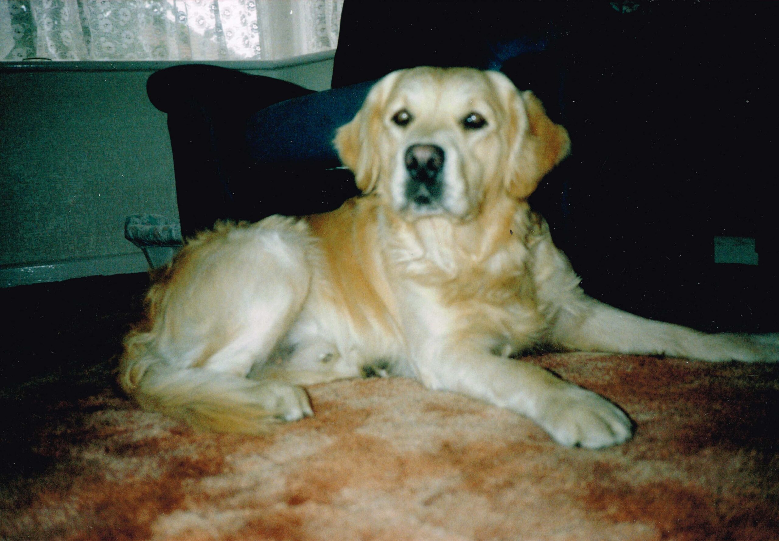 Read more about the article Ben Our First Golden Retriever