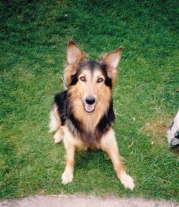 Bracken our 2nd dog - a 1st cross German Shepheard / Rough Collie we think