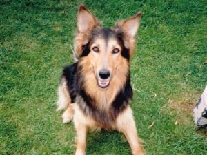 Bracken our 2nd dog - a 1st cross German Shepheard / Rough Collie we think