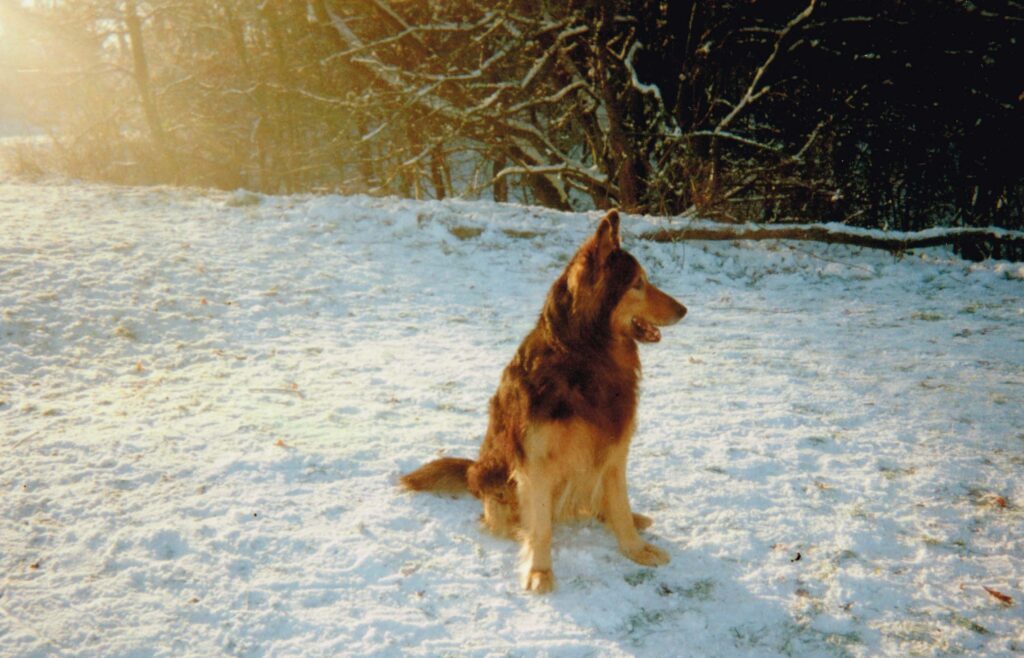 Bracken out for a walk in the snow