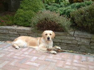 Barley Our 3rd Golden Retriever chilling out with a stick
