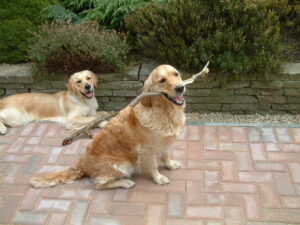 Our Golden Retrievers Fern & Barley with the sticks they collected while out for a walk