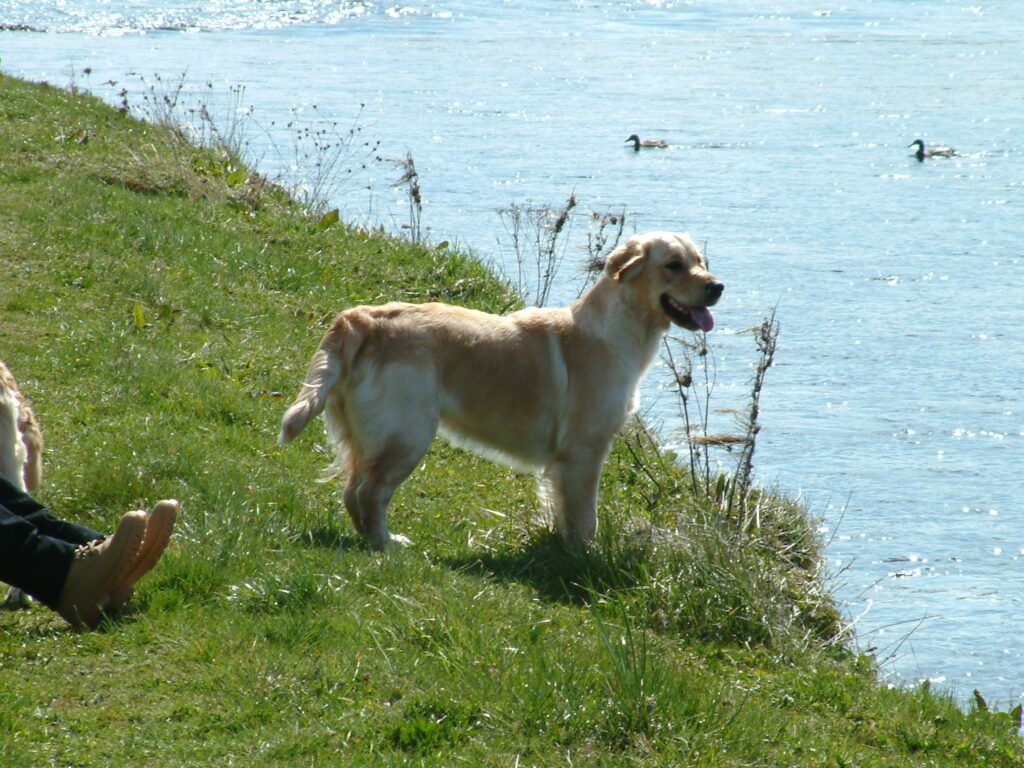 Our Golden Retriever Barley wondering if she can get the ducks swimming in the river Tay