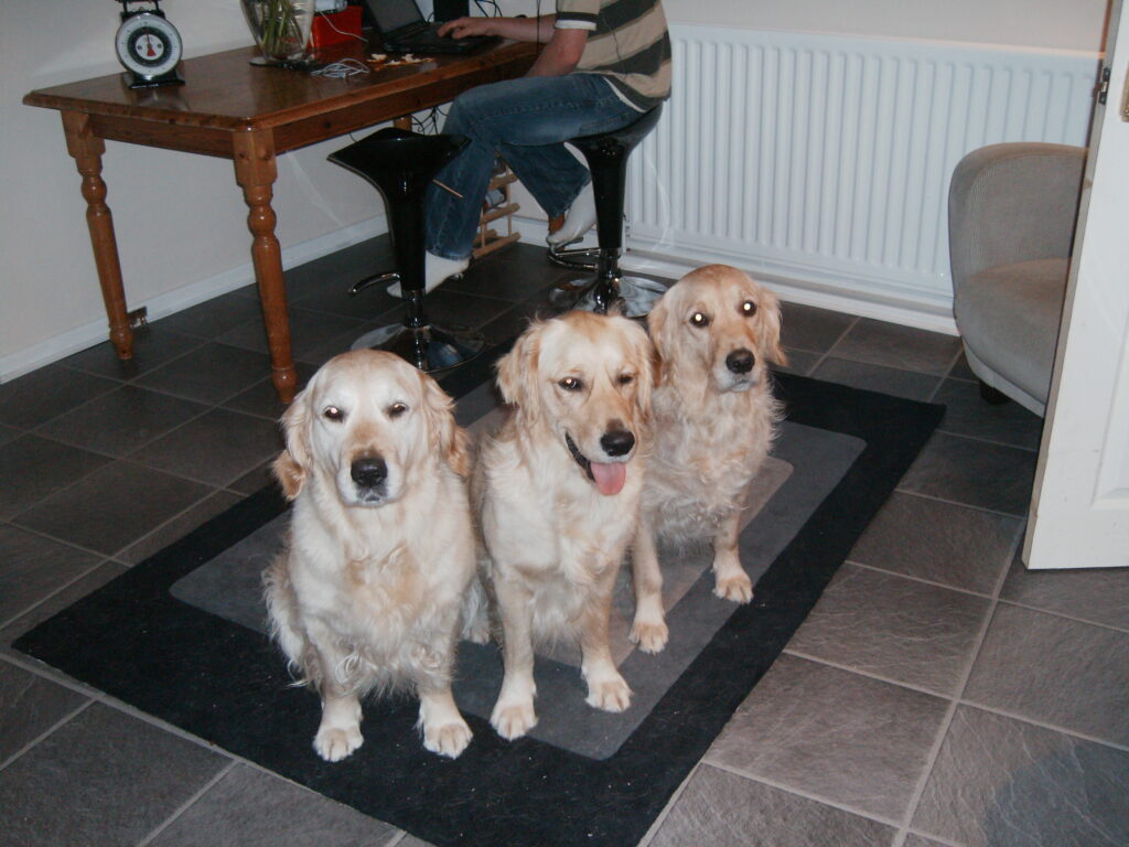 3 of our Golden Retrievers