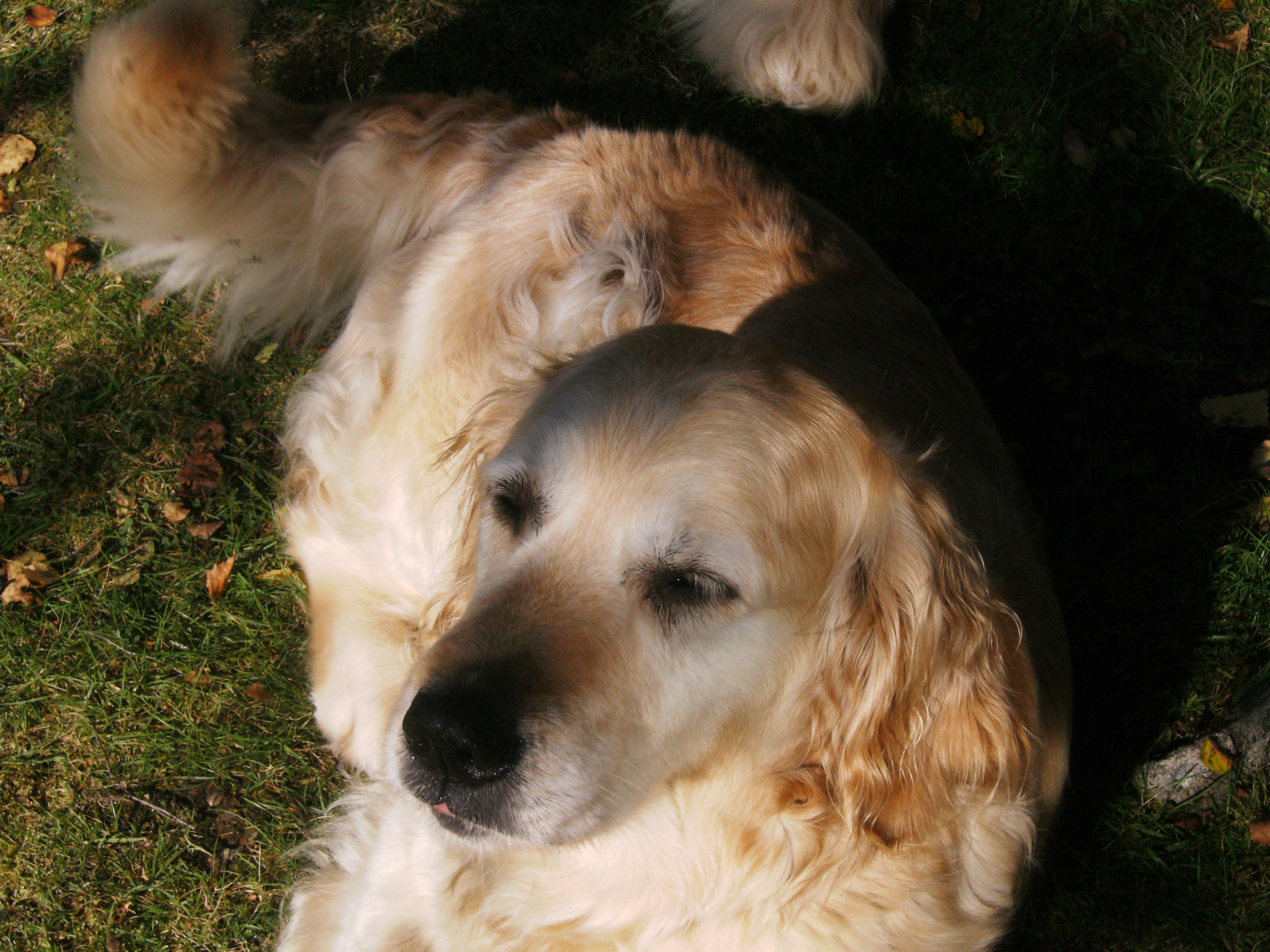 Read more about the article Jane Our Fourth Golden Retriever