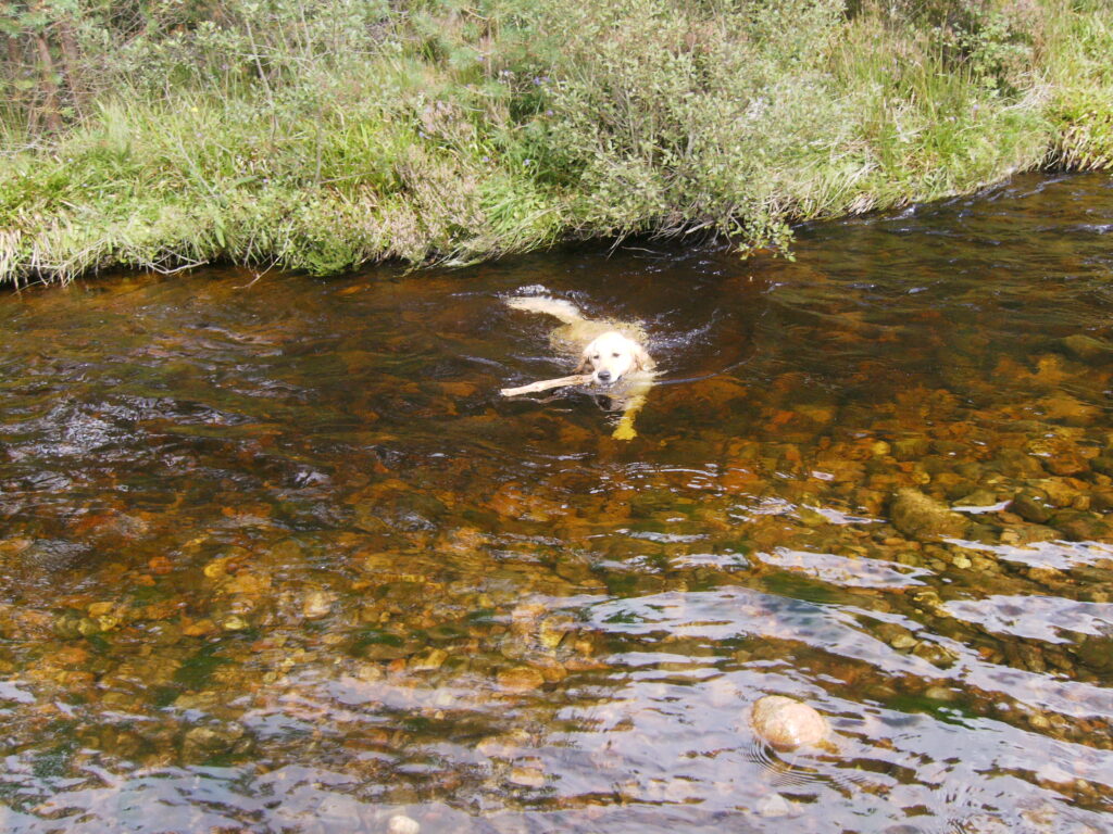 No birds to pick up so a stick is just as good for Barley our 3rd Golden Retriever
