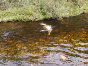 No birds to pick up so a stick is just as good for Barley our 3rd Golden Retriever