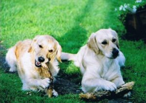 Fern and Barley chewing their logs