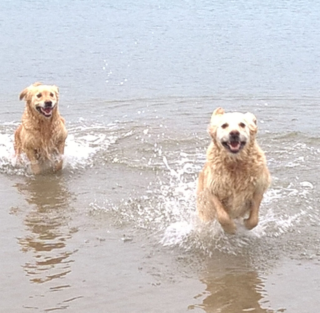 Our-Golden-Retrievers-Mica-and-Ember-in-the-sea