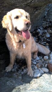 Mica one of our current dogs on the beach near Holyhead in Anglesey