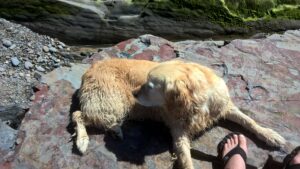 Ember our 6th Golden Retriever