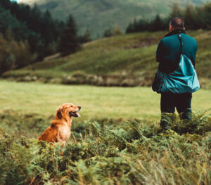 Training Your Dog To The Whistle