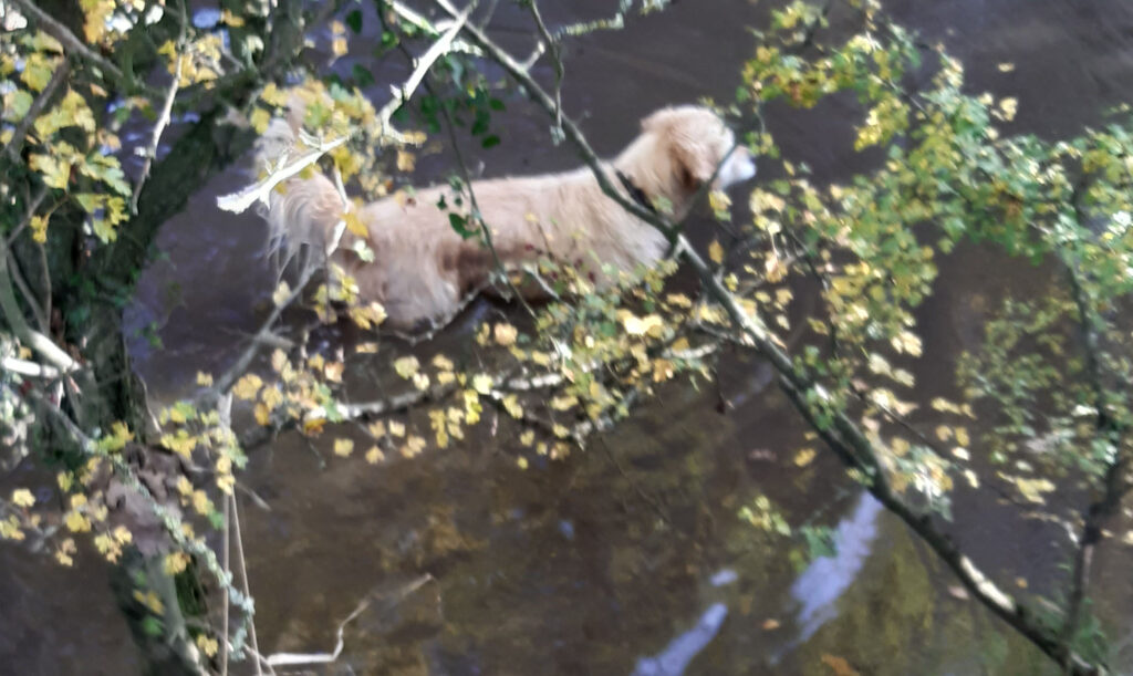 Ember doing what Golden Retrievers do