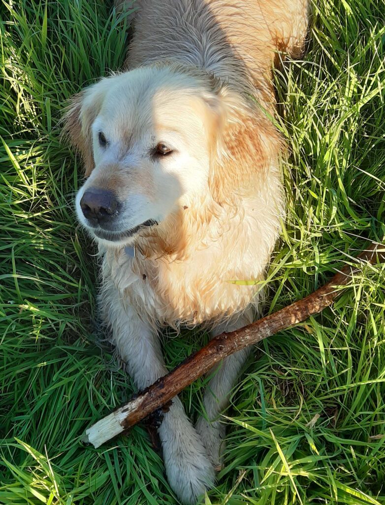 Our Golden Retriever Ember with her stick