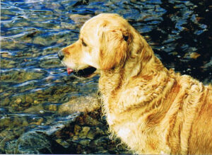 Our Golden Retriever Fern at Loch Morlich