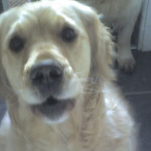 Fern our 2nd Golden Retriever