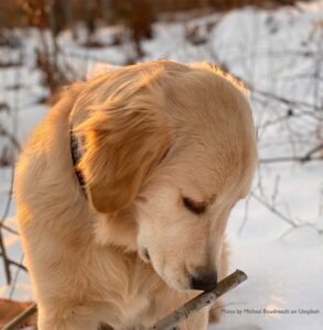 golden-retriever-on-the-scent-trail
