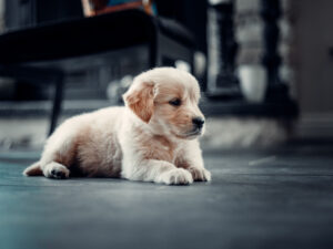golden retriever puppy