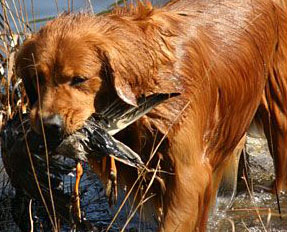 Golden Retriever gun dog picking a duck