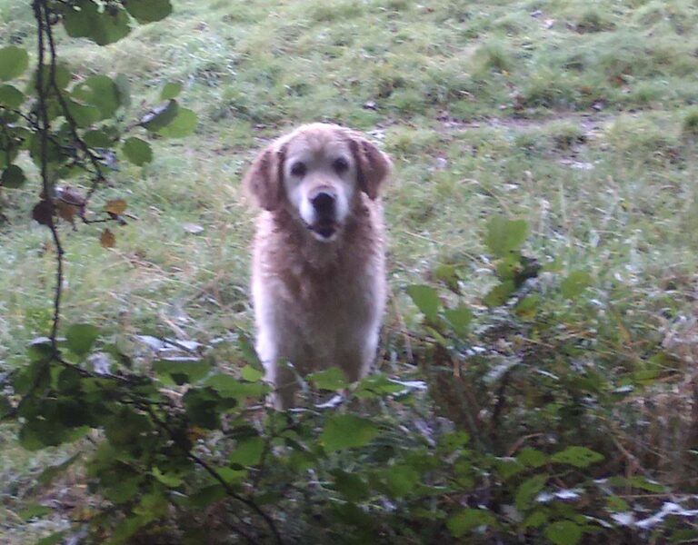 Our Golden Retriever Jane on the wrong side of the brook