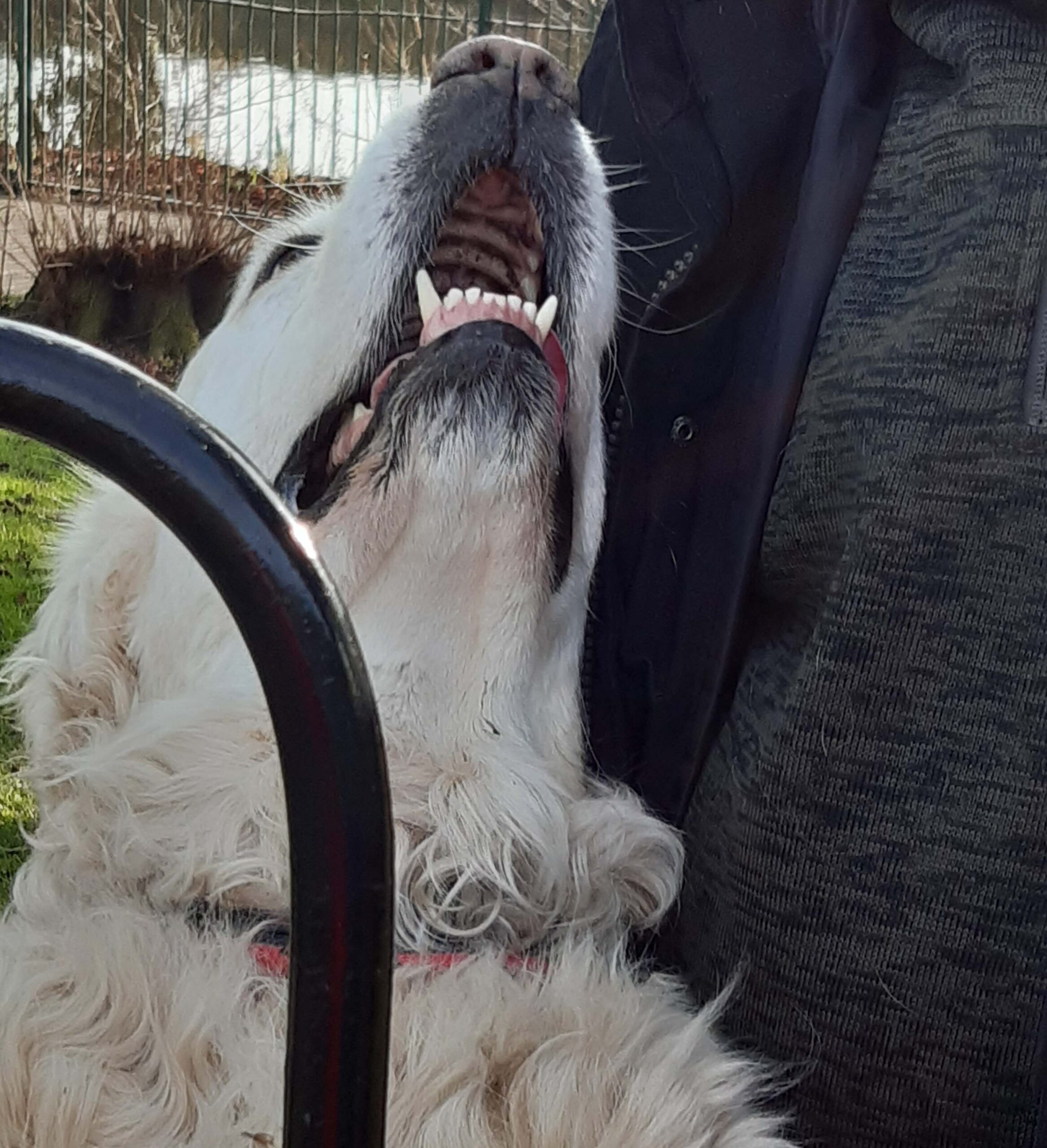 Our Golden Retriever Mica asking for a fuss