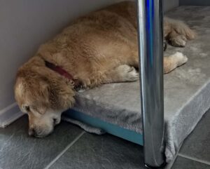 Our Golden Retriever Mica Gets Stoned!