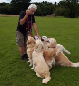 well trained well socialised dogs
