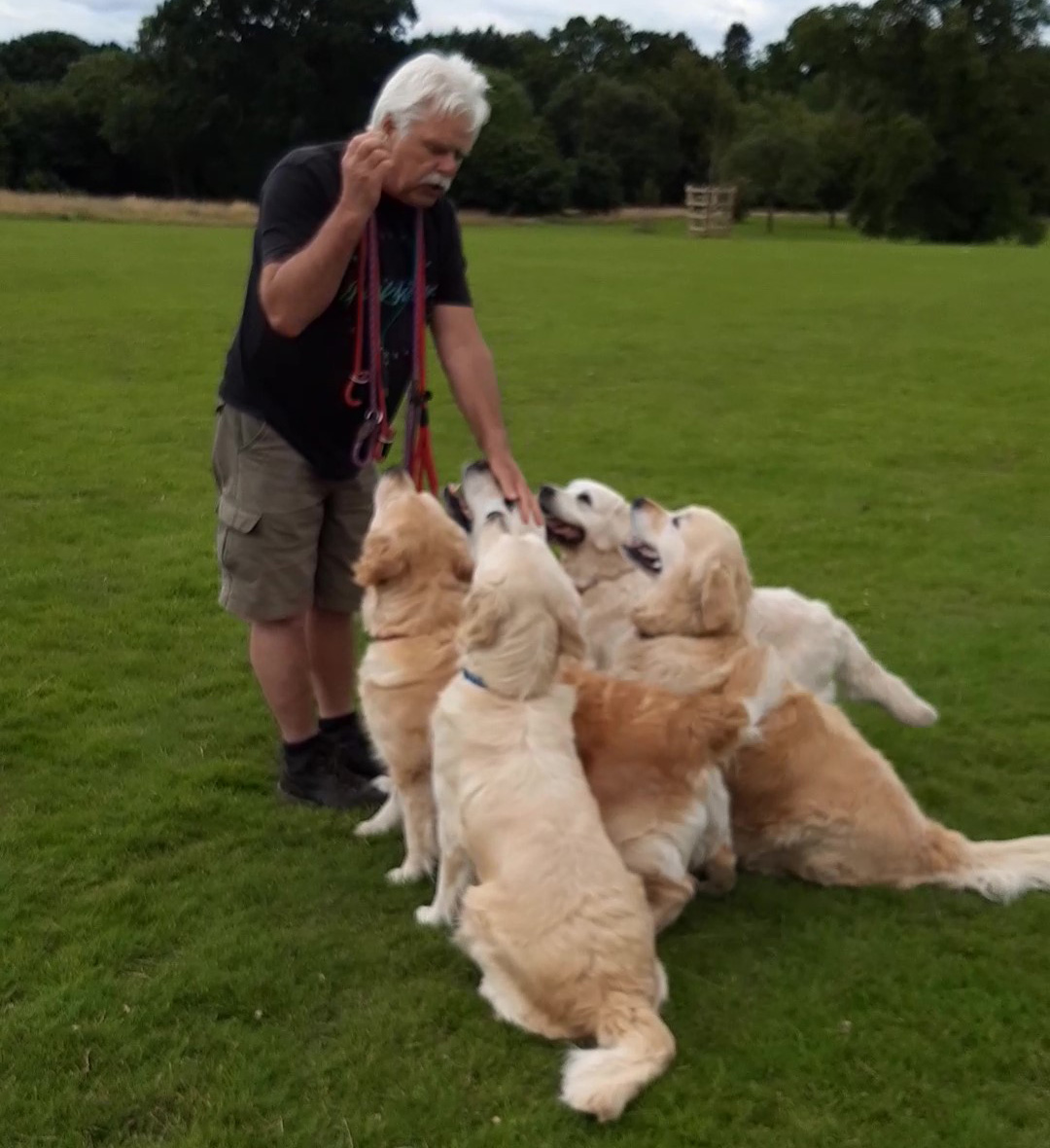 Read more about the article Well Socialised and Well Trained Dogs
