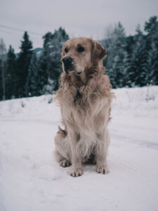 golden retriever in the snow