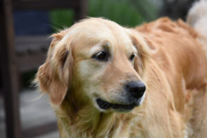 golden retriever coat