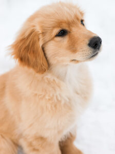 golden retriever puppy
