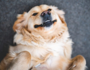 dog grooming